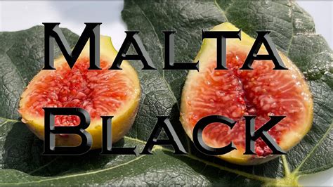 black in malta|malta black market.